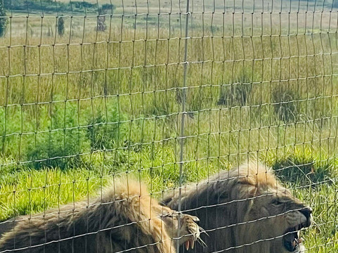 Glen Garriff Lion Conservation Npc-哈利史密斯必去景点