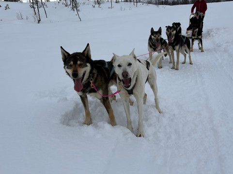 Haukeli Husky-Rauland必去景点