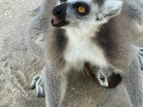 Sea It Clear Tours-North Sound必去景点