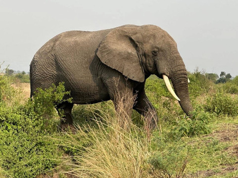 Trevor Tour Safaris Africa-坎帕拉必去景点