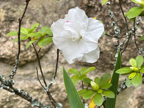 Parque do Fontelo-维塞乌必去景点