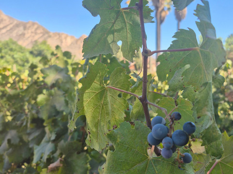 Vina El Escorial de Panquehue-San Felipe必去景点