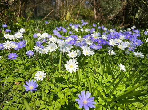 National Trust - Knightshayes Court-蒂弗顿必去景点