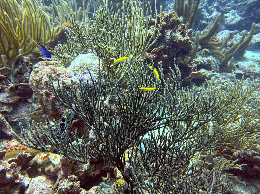 123 Car Rental Bonaire-Kralendijk必去景点