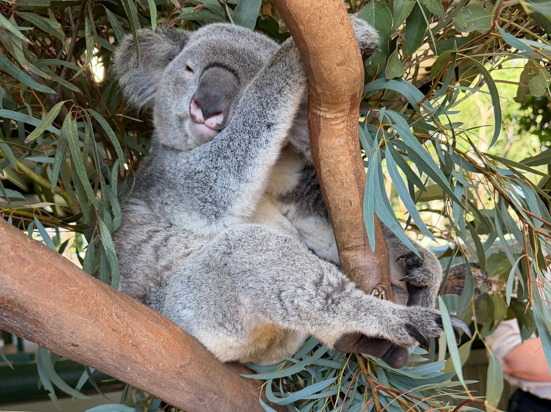 Featherdale Sydney Wildlife Park-Doonside必去景点