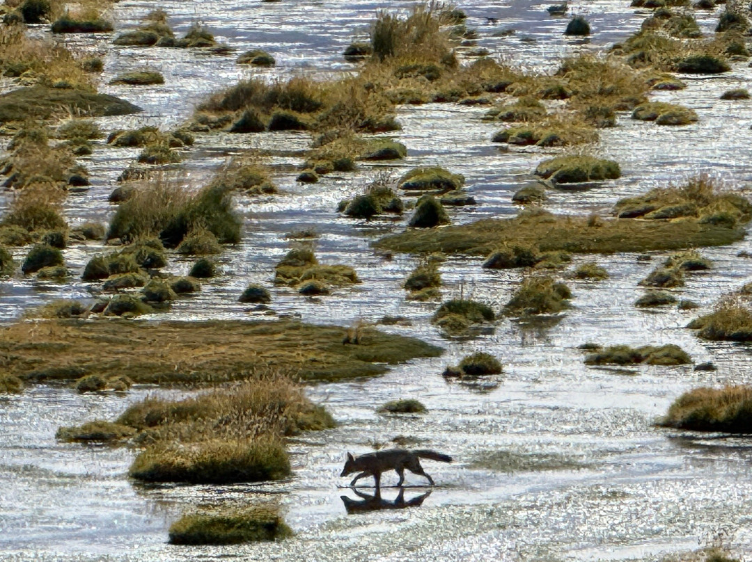 Laguna Chaxa-圣佩德罗-德阿塔卡马必去景点