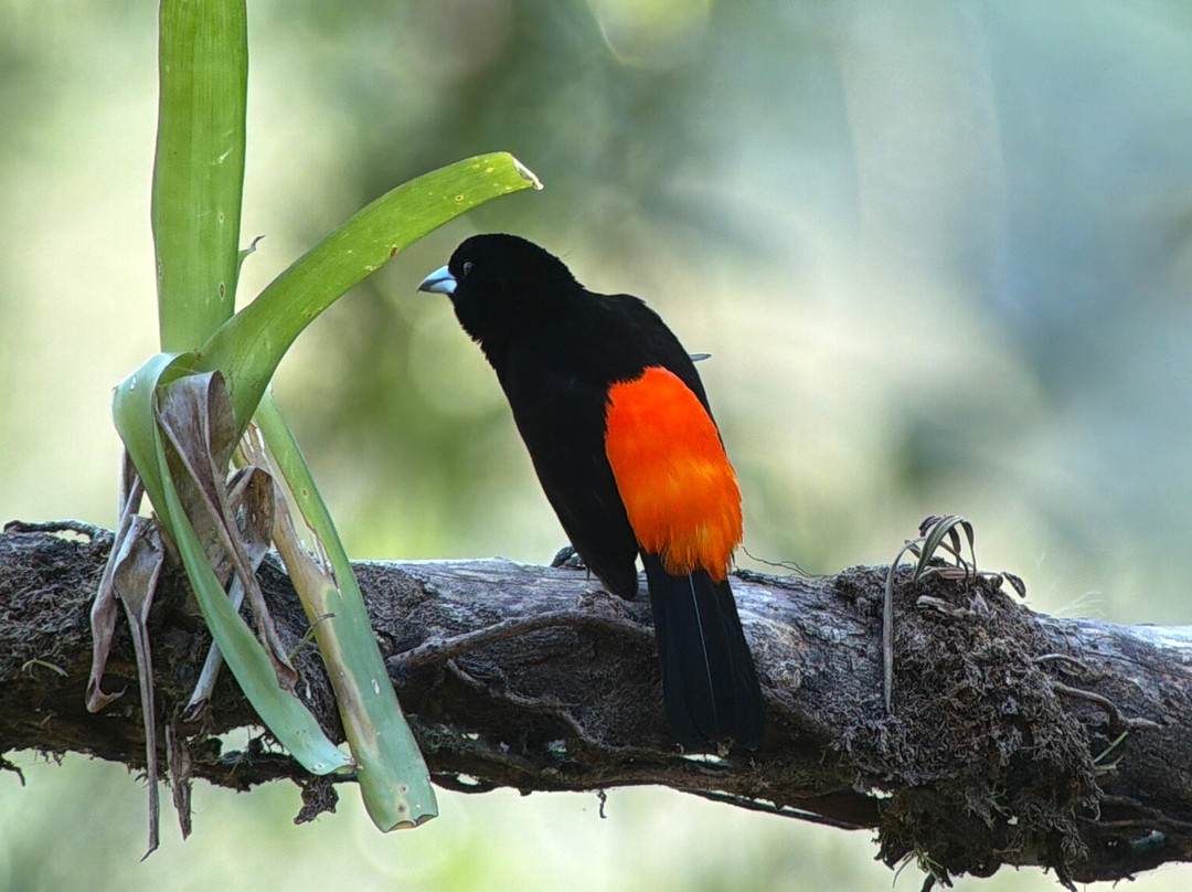 Johan Chaves - Nature and birding Tours-哥斯达黎加安东尼奥国家公园必去景点