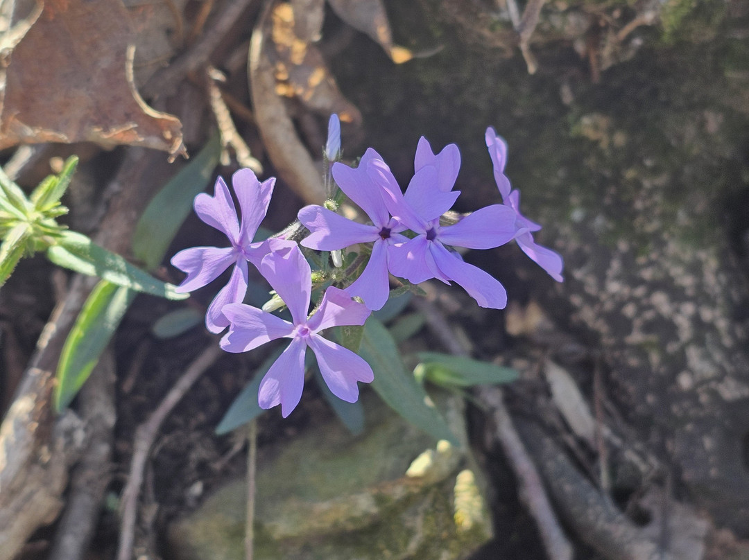 Monte Sano State Park-亨茨维尔必去景点