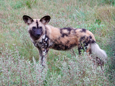 African Safari Group-开普敦必去景点
