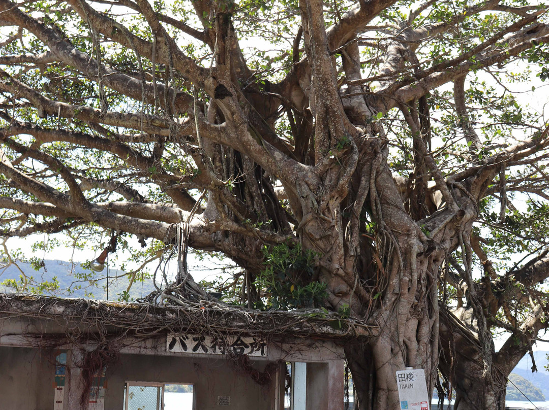 Banyan Tree-宇检村必去景点