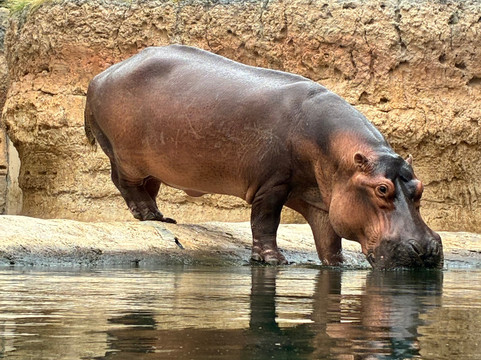 Al Ain Zoo 2017 2018 2019-艾因市必去景点