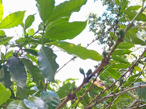 Vanibel-Vieux-Habitants必去景点