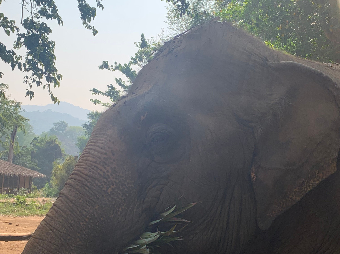 Elephant Haven-柿约必去景点
