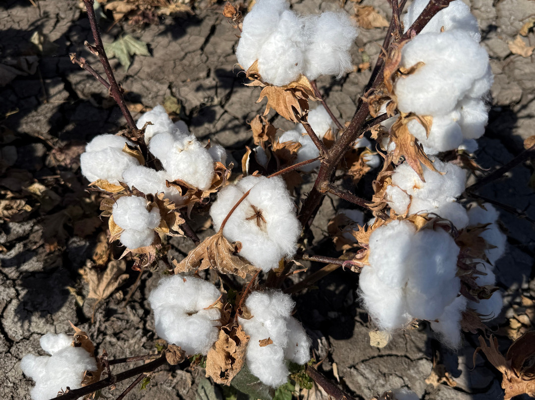 Goondiwindi Cotton-Goondiwindi必去景点