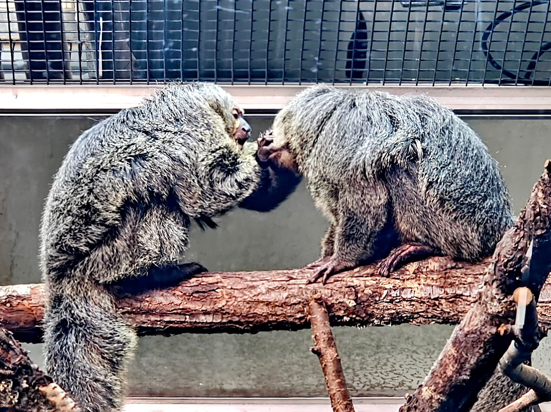 Korkeasaari Zoo-赫尔辛基必去景点