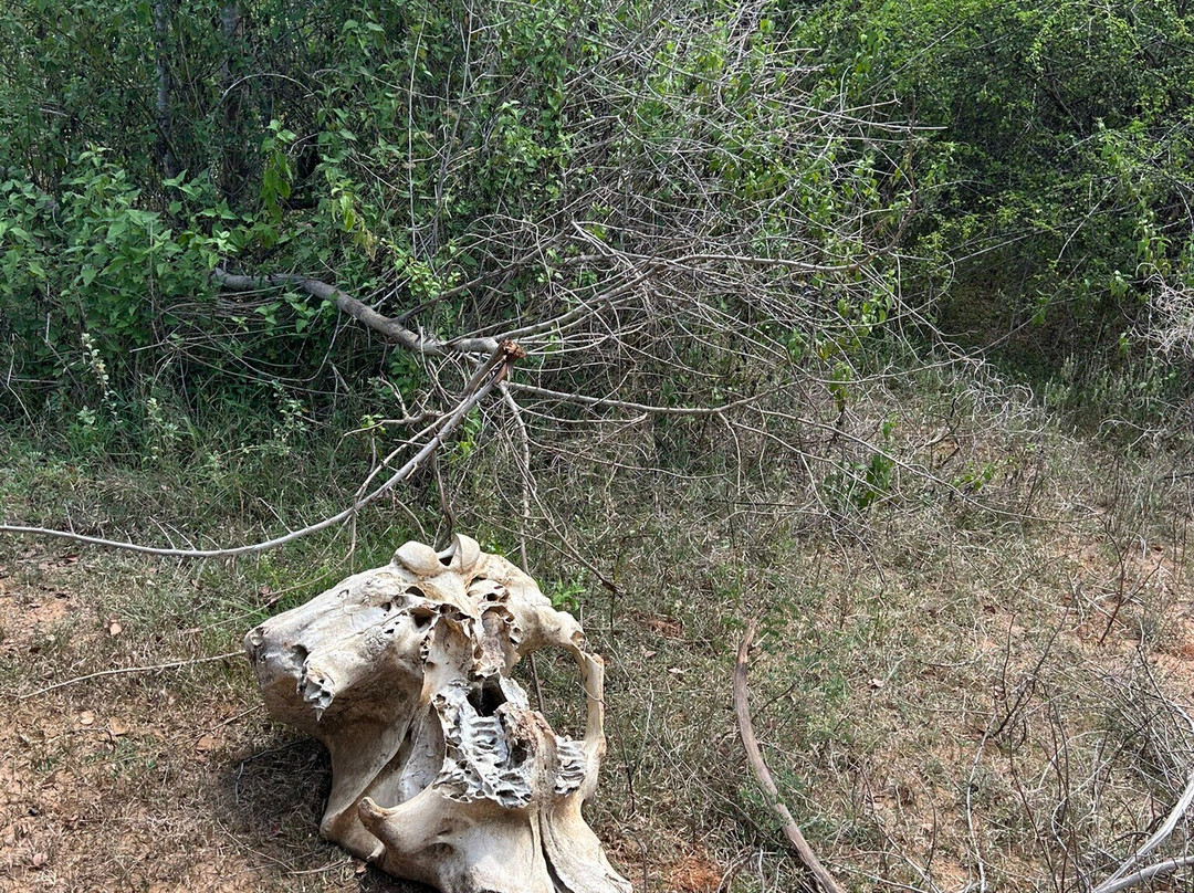 Udawalawe Safari Jeep With Guides-乌达瓦拉维国家公园必去景点