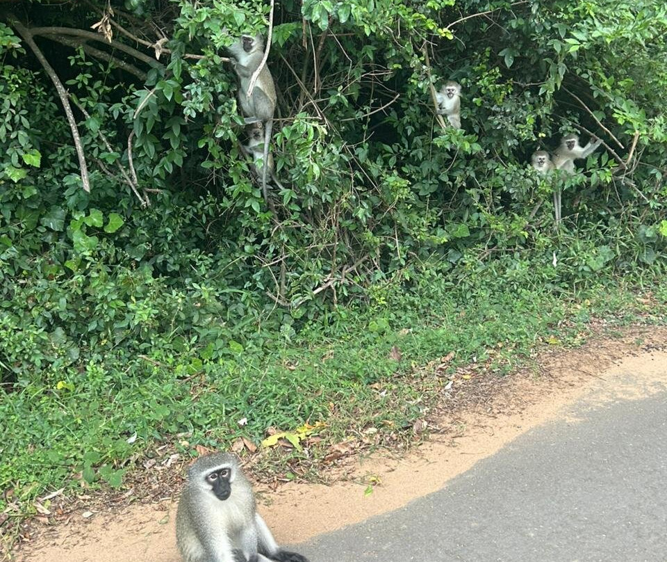 Mtunzini Beach-马图纪尼必去景点