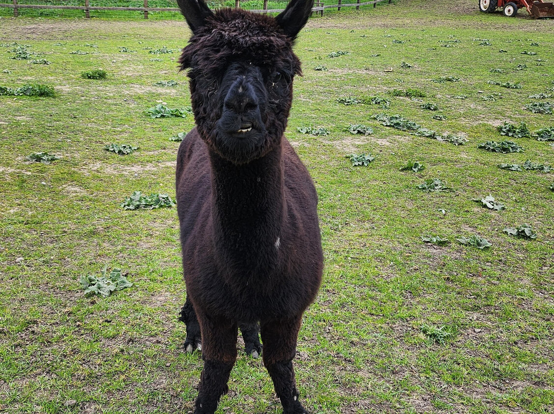 Stantons Farm - Petting Farm-Black Notley必去景点