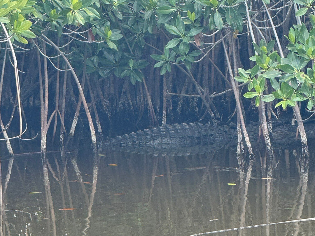 Wooten's Everglades Airboat Tour-奥乔皮必去景点