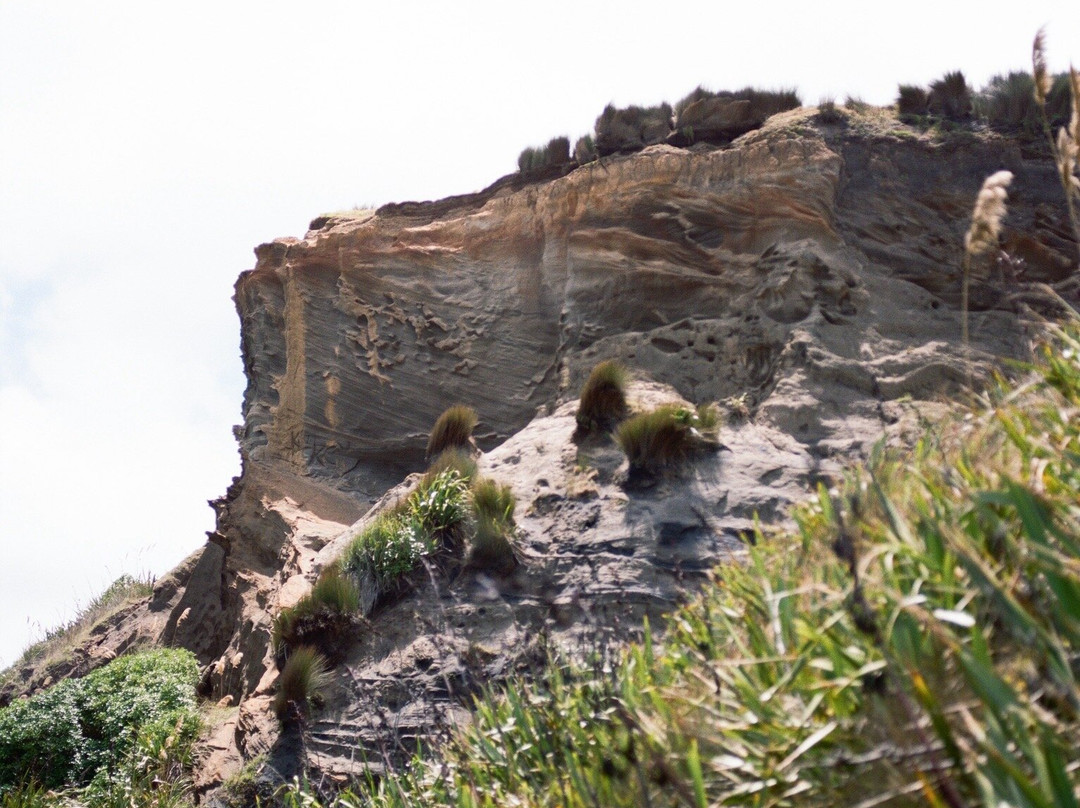 Kariotahi Beach-Waiuku必去景点