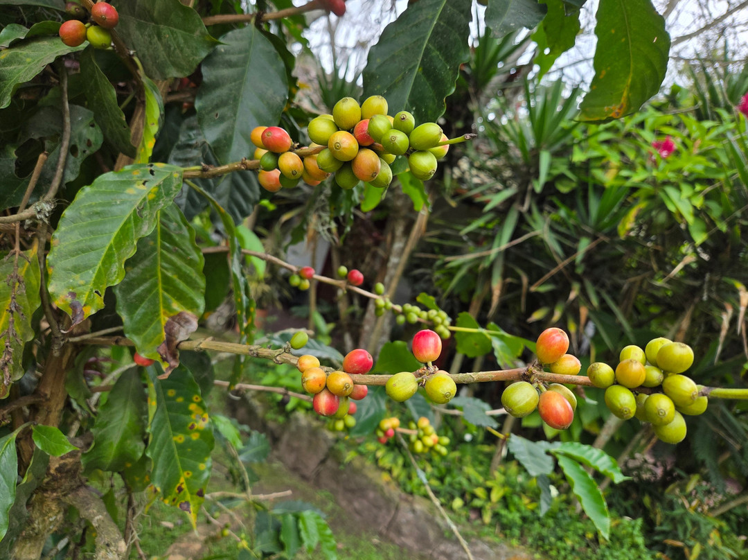 Hacienda Coloma-Fusagasuga必去景点