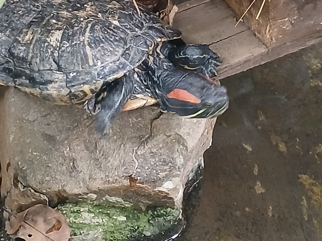 Refugio Animal De Costa Rica-圣安娜必去景点