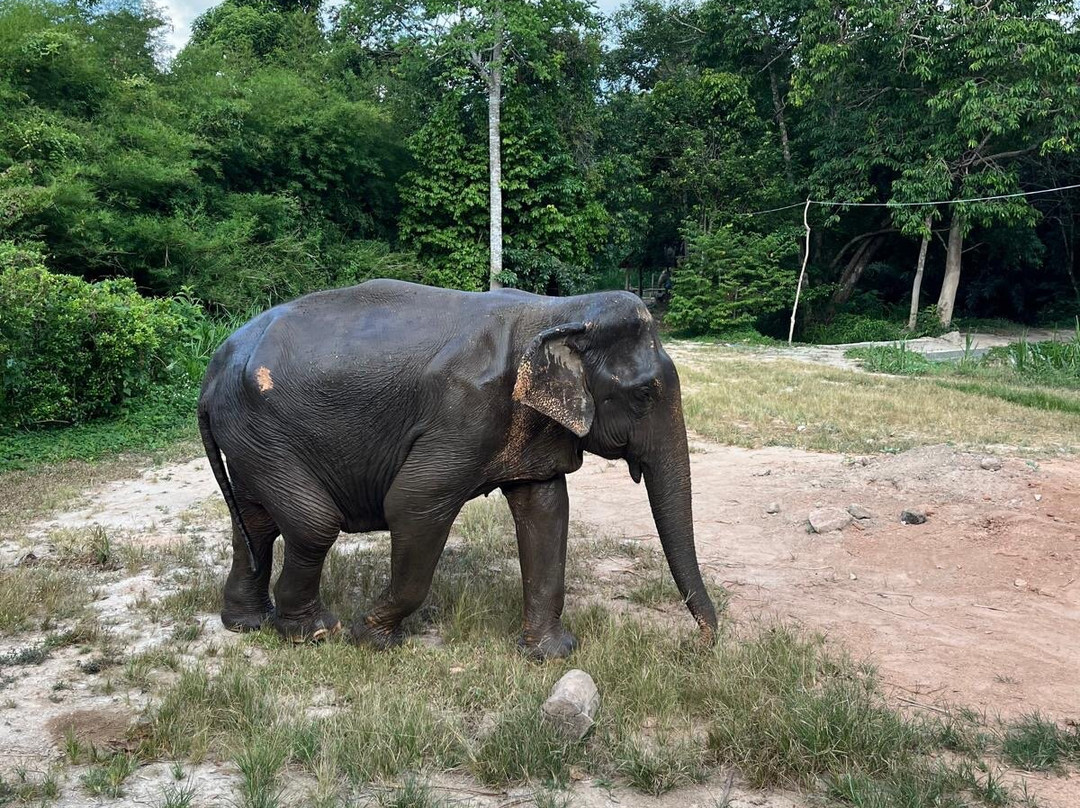 Phangan Elephant Sanctuary-帕岸岛必去景点