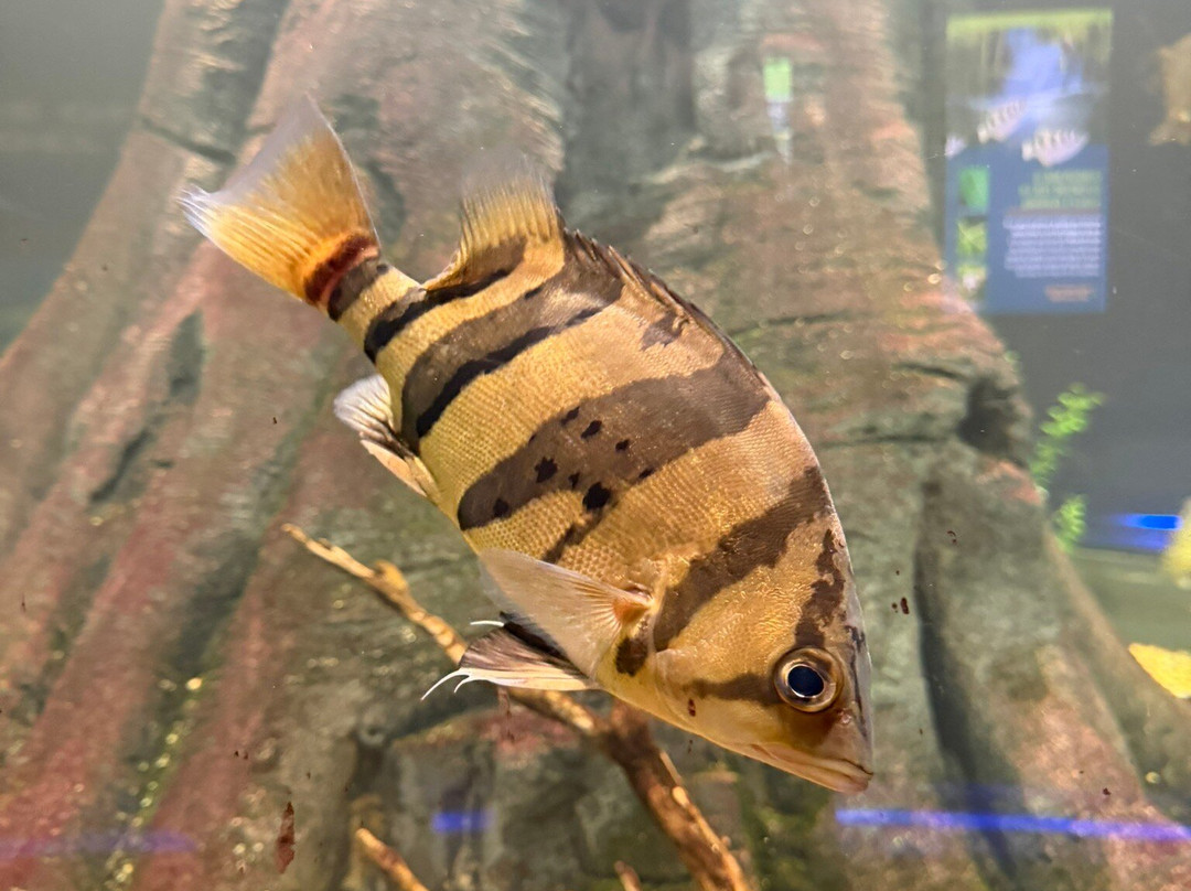 OdySea Aquarium-斯科茨代尔必去景点