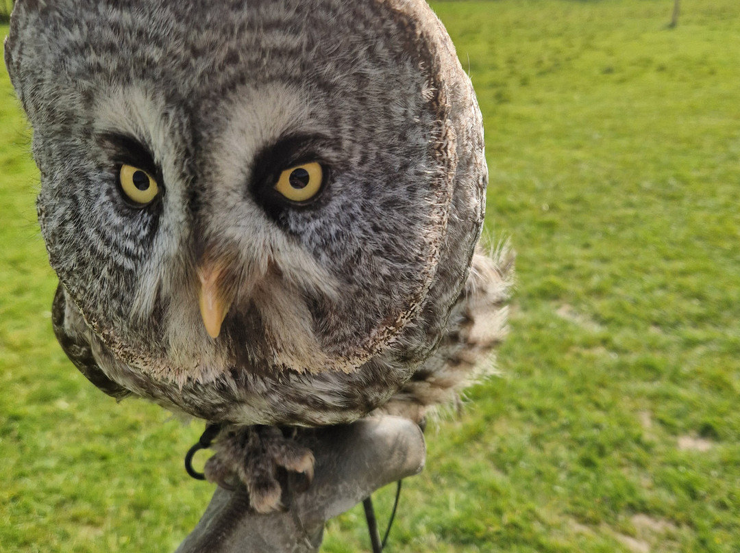 UK Owl And Raptor Centre-Groombridge必去景点