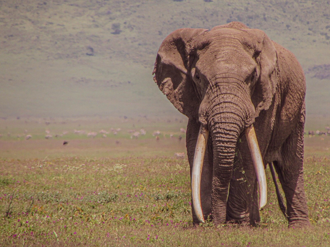 Regal African Safaris-Usa River必去景点