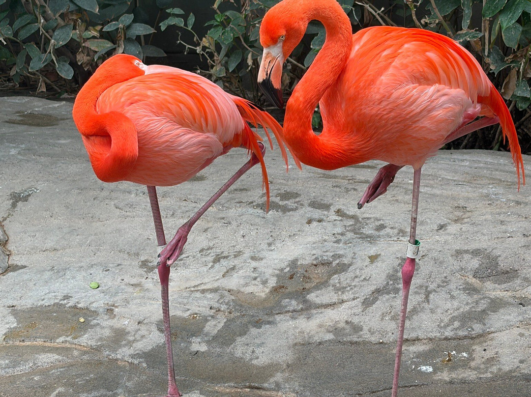 Texas State Aquarium-科珀斯克里斯蒂市必去景点