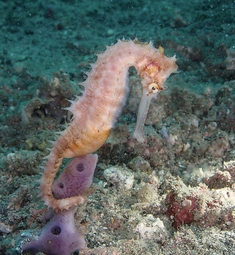 Divers Lodge Lembeh-旅行者