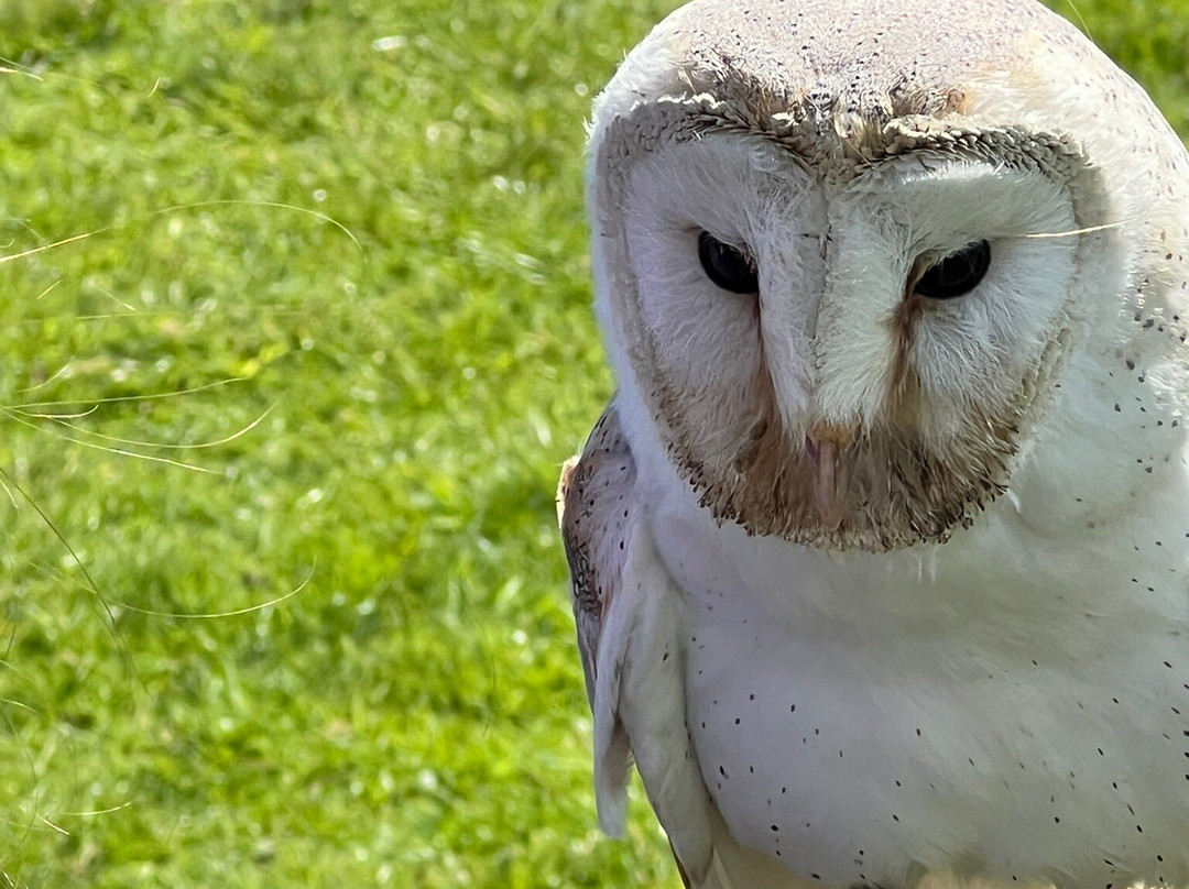 UK Owl And Raptor Centre-Groombridge必去景点