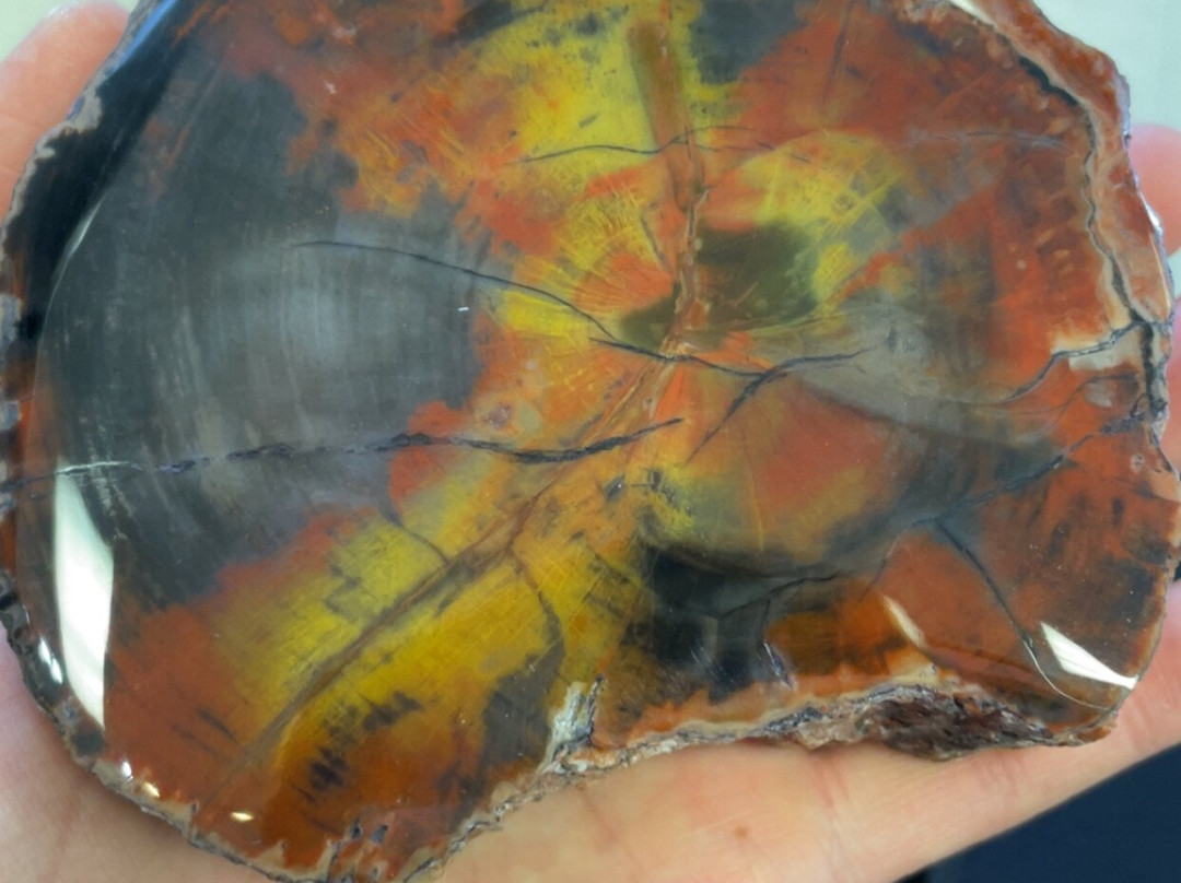 Jim Gray's Petrified Wood Co.-霍尔布鲁克必去景点