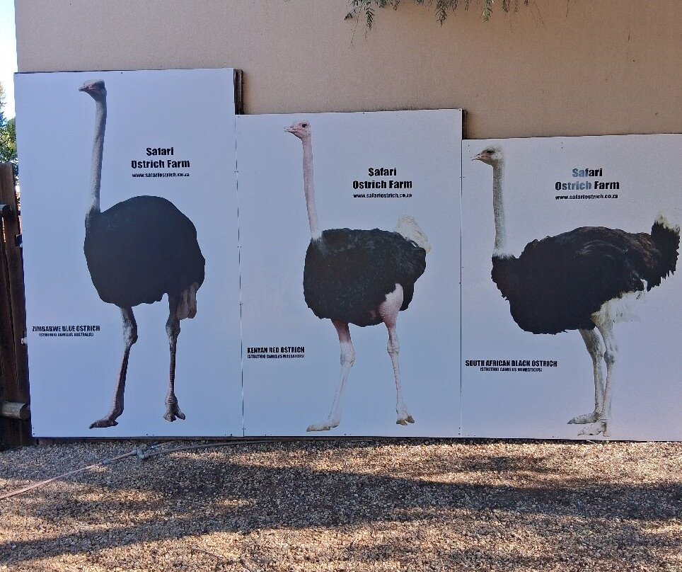 Safari Ostrich Farm-奥兹洪必去景点