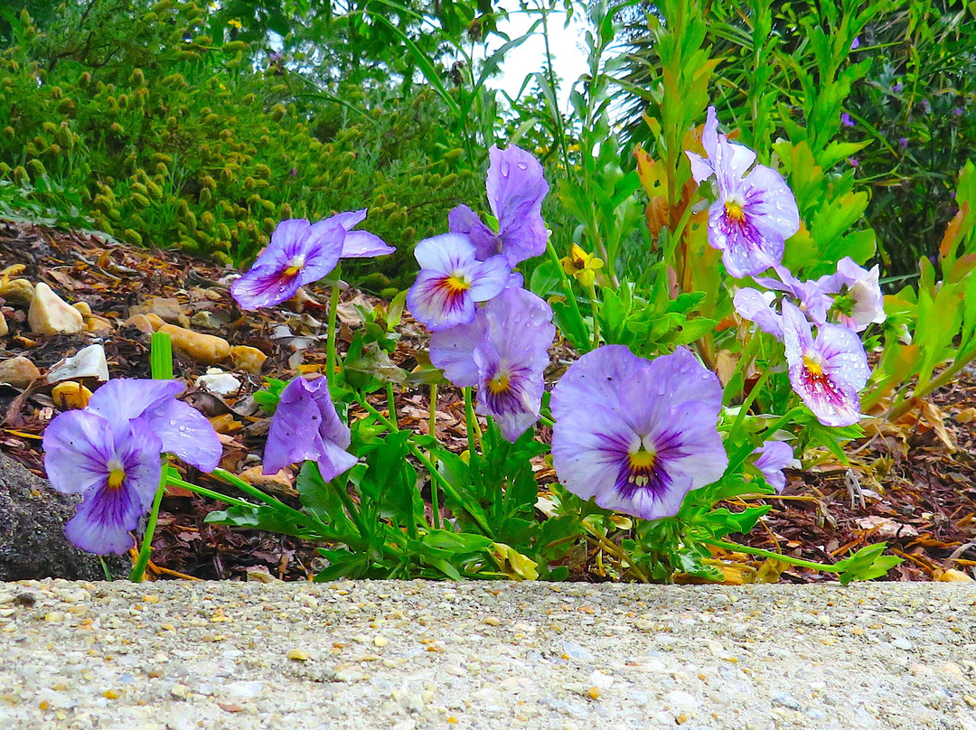Cape Fear Botanical Garden-费耶特维尔必去景点