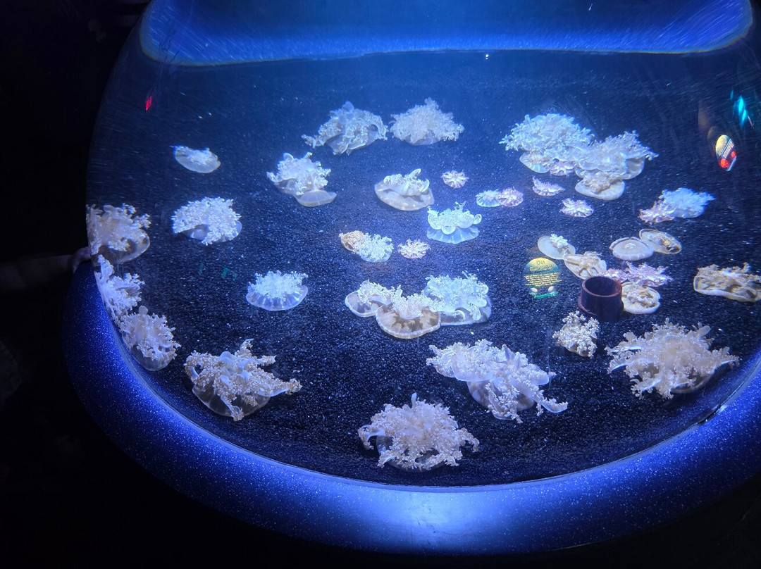 里普利水族管-美特尔海滩必去景点