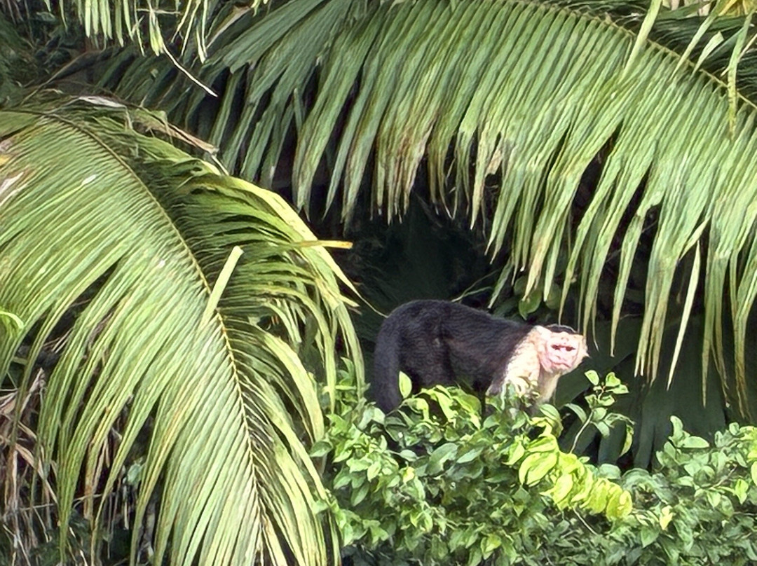 Panama Day Trips- Canal Eco Tours-巴拿马城必去景点