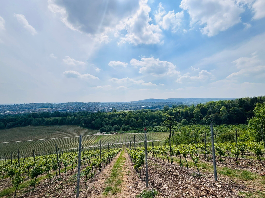 Denbies Wine Estate Ltd-多肯必去景点
