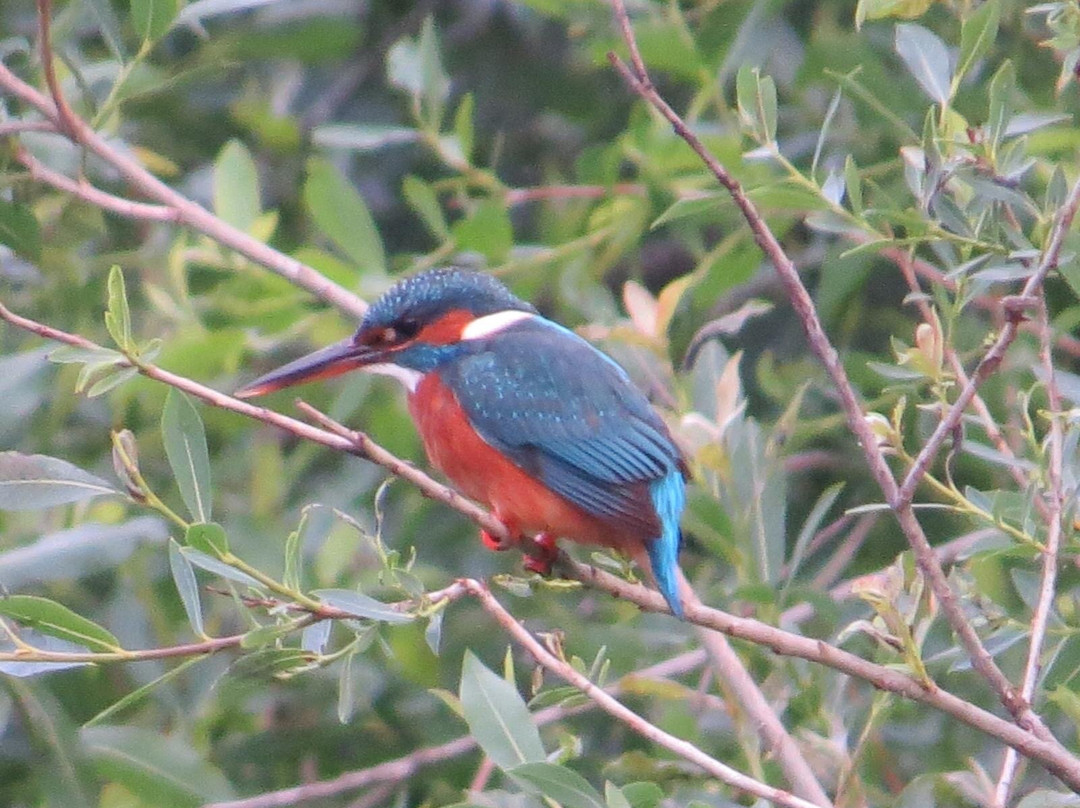 GG Wildlife Experiences Ltd-Goring-on Thames必去景点
