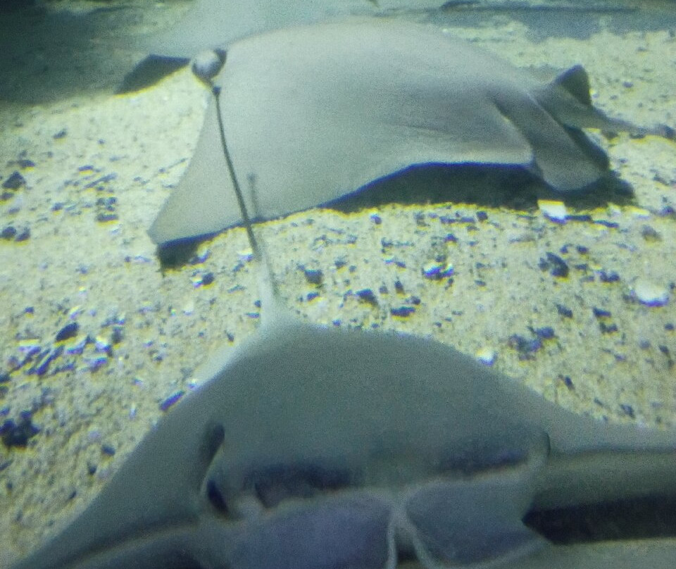 Greater Cleveland Aquarium-克利夫兰必去景点