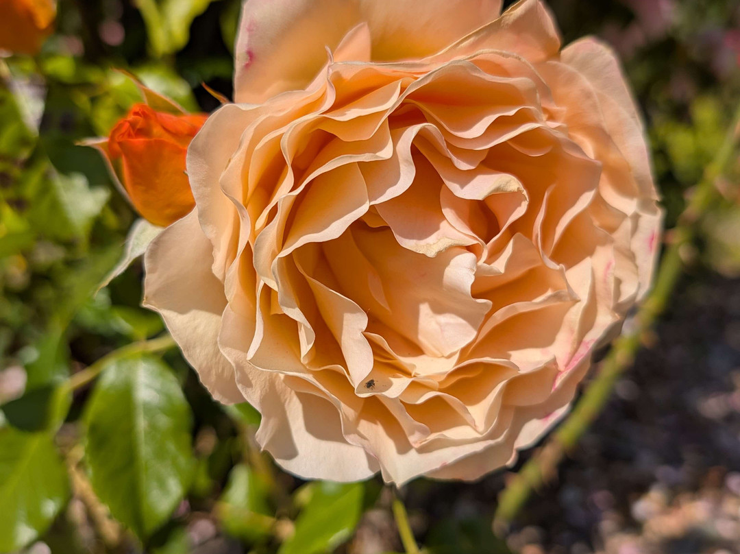 Owen Rose Garden-尤金必去景点