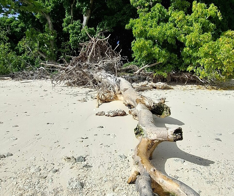 Lady Musgrave Experience - Reef Tours-Burnett Heads必去景点