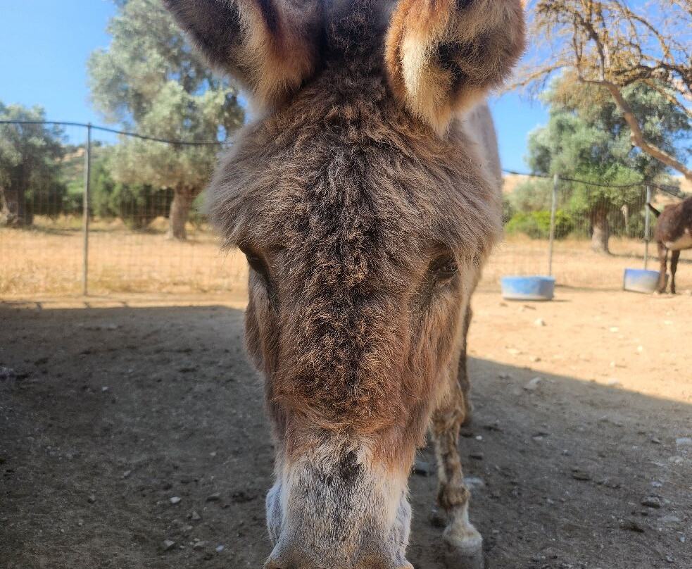 Agia Marina Donkey Rescue Sanctuary-Petrokefali必去景点