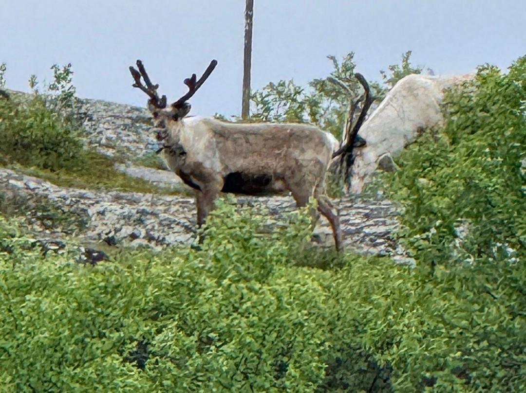Booking Kirkenes-希尔克内斯必去景点
