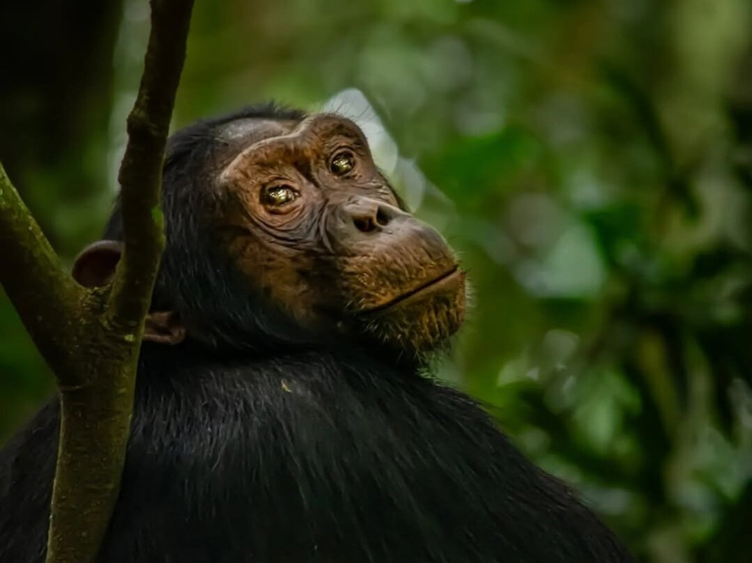 Nyungwe National Park - Rwanda-Western Province必去景点