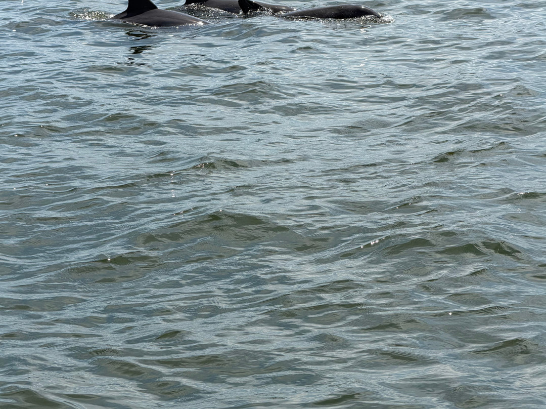 Paradise Dolphin Cruises-Wanchese必去景点