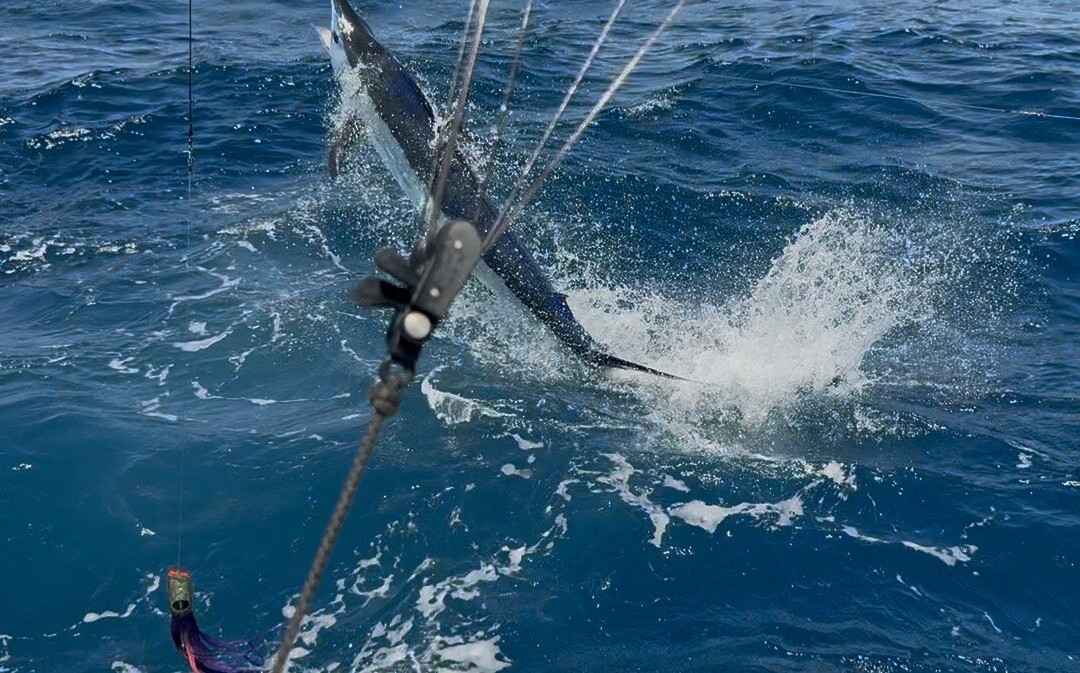Fish Curacao Charter Fishing & Trips-威廉斯塔德必去景点