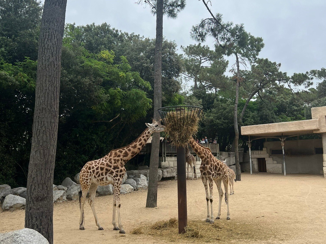 Zoo de La Palmyre-La Palmyre-Les Mathes必去景点