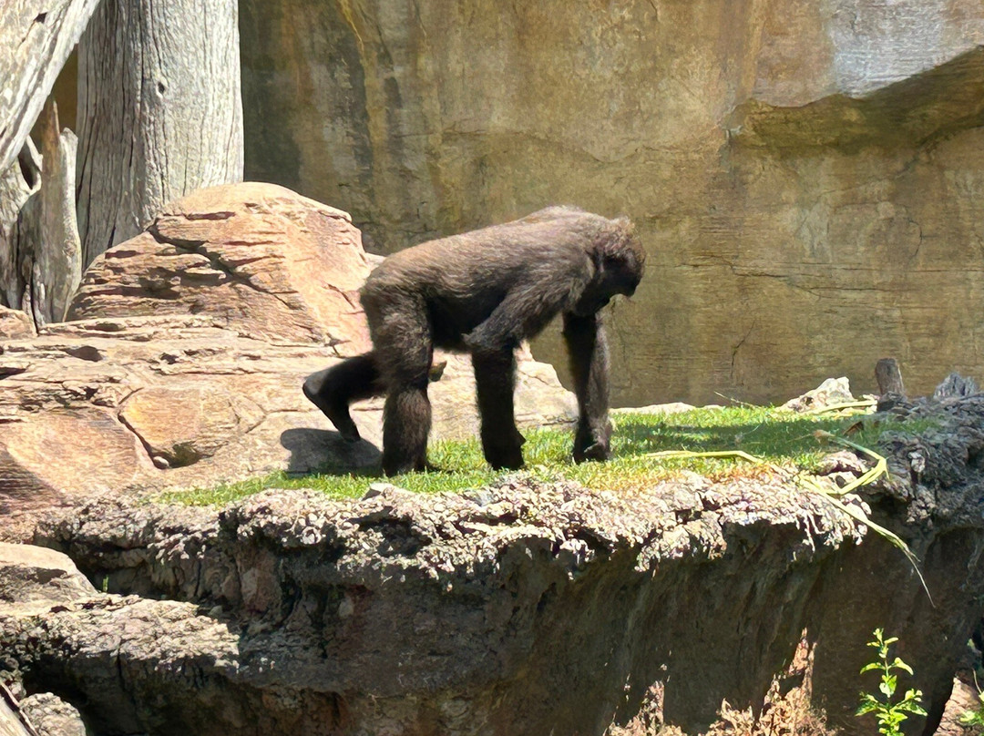 Bioparc Fuengirola-福恩吉罗拉必去景点